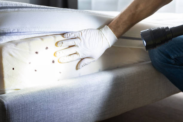 Best Wasp Removal Services  in Mount Sterling, KY