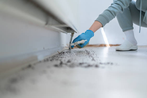 Trusted Mount Sterling, KY Pest Control Experts